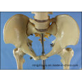 170cm Life Size Human Skeleton Medical Teaching Anatomy Model